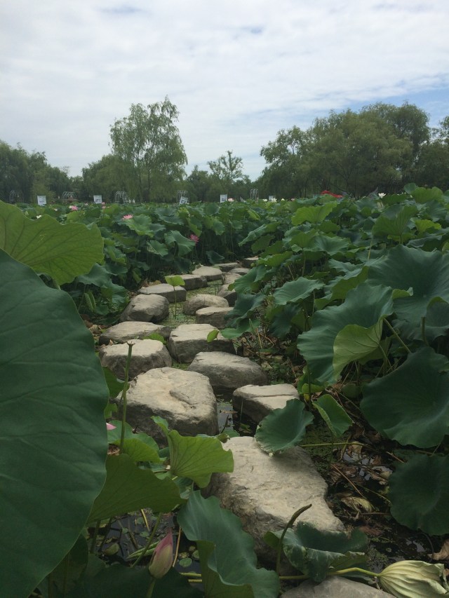 don't trip into the pond!