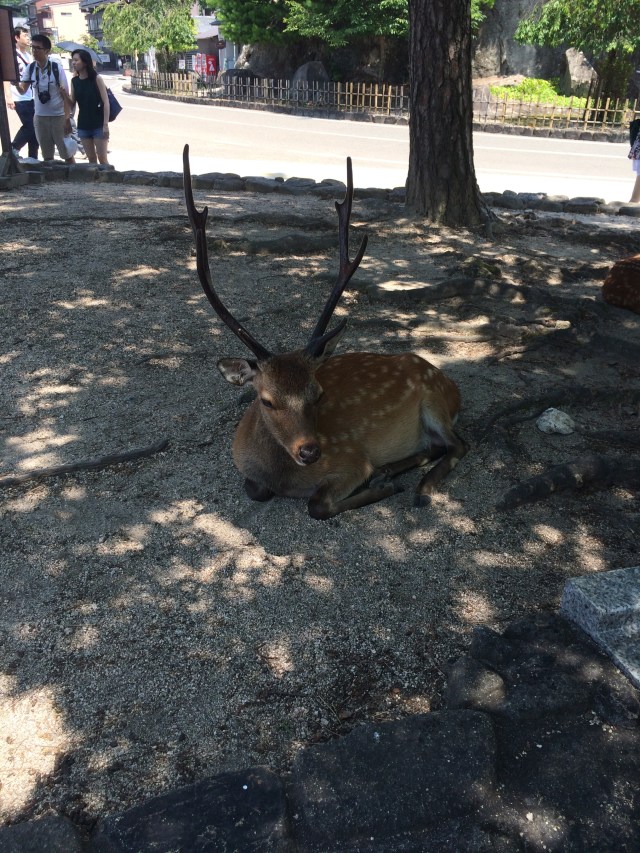 all day in the shade