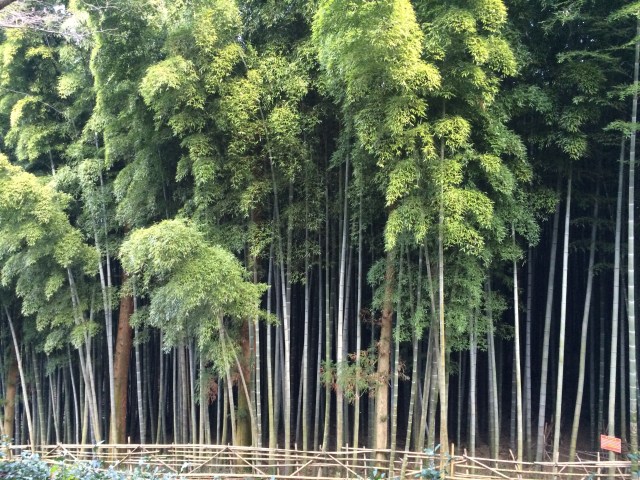 mini bamboo forest