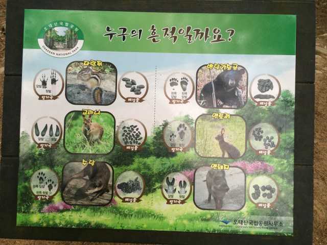 all the animals you can find in the forest