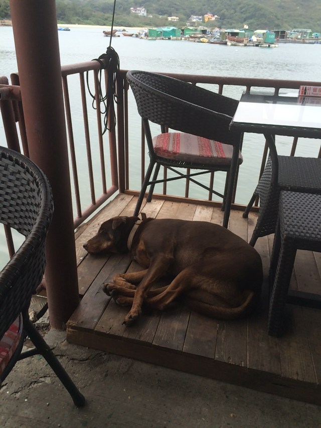 my lunch companion, the cafe dog